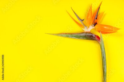 Papier peint  Fleur d'oiseau de paradis Strelitzia reginae