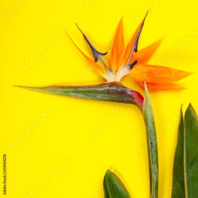 Papier peint  Fleur d'oiseau de paradis Strelitzia reginae