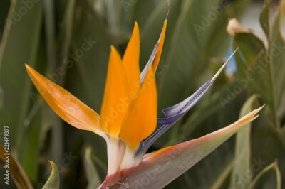 Papier peint  Fleur d'oiseau de paradis Strelitzia reginae