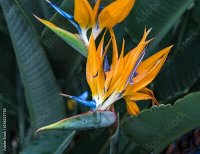 Papier peint  Fleur d'oiseau de paradis - Strelitzia reginae