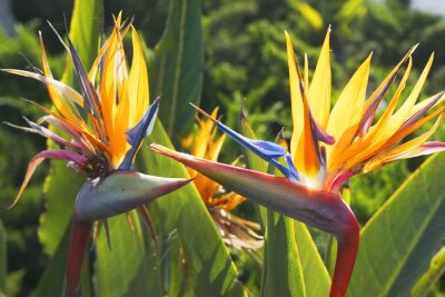 Papier peint  Fleur d'oiseau de paradis (strelitzia reginae)