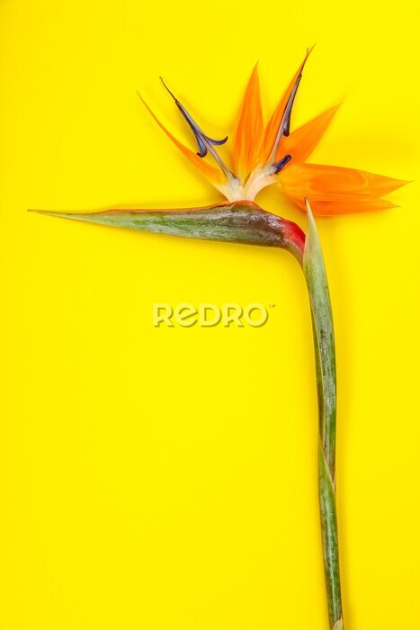 Papier peint  Fleur d'oiseau de paradis Strelitzia reginae