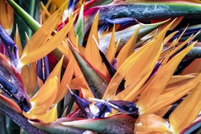 Papier peint  Fleur d'oiseau de paradis - Strelitzia reginae - Afrique du Sud