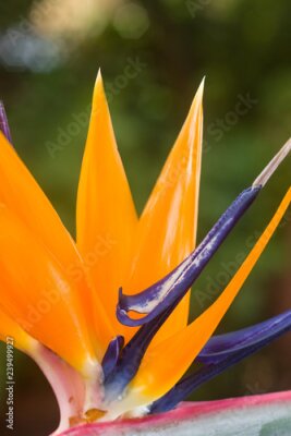 Papier peint  Fleur d'oiseau de paradis (Strelitzia reginae) en pleine floraison avec des sépales orange et des pétales violets, Kenya, Afrique de l'Est