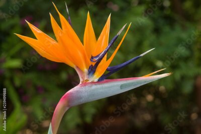 Papier peint  Fleur d'oiseau de paradis (Strelitzia reginae) en pleine floraison avec des sépales orange et des pétales violets, Kenya, Afrique de l'Est