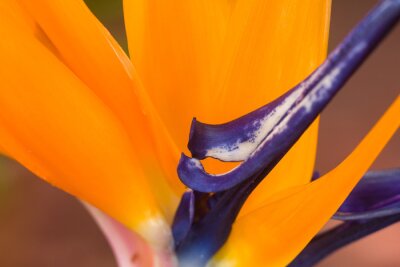 Papier peint  Fleur d'oiseau de paradis (Strelitzia reginae) en pleine floraison avec des sépales orange et des pétales violets, Kenya, Afrique de l'Est