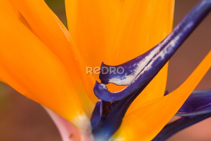 Papier peint  Fleur d'oiseau de paradis (Strelitzia reginae) en pleine floraison avec des sépales orange et des pétales violets, Kenya, Afrique de l'Est