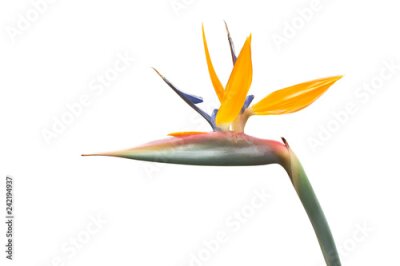 Papier peint  Fleur d'oiseau de paradis (Strelitzia reginae) isolé sur fond blanc. Tracé de détourage.