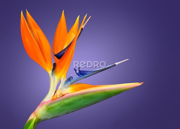 Papier peint  Fleur d'oiseau de paradis (Strelitzia reginae) isolée en fond violet.