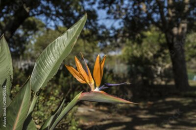 Papier peint  Fleur d'oiseau de paradis (Strelitzia reginae) isolée sur fond vert