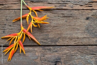 Papier peint  Fleur d'oiseau de paradis (Strelitzia reginae) sur fond de bois, gros plan, espace pour le texte