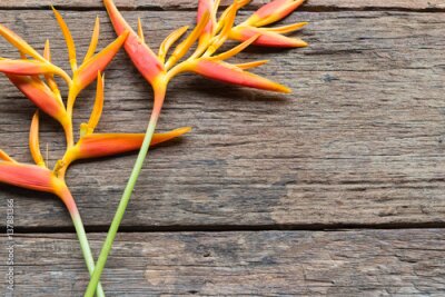 Papier peint  Fleur d'oiseau de paradis (Strelitzia reginae) sur fond de bois, gros plan, espace pour le texte