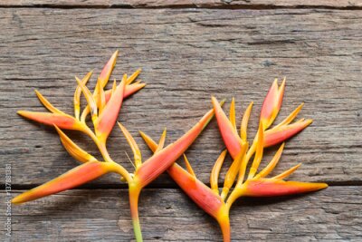Papier peint  Fleur d'oiseau de paradis (Strelitzia reginae) sur fond de bois, gros plan, espace pour le texte