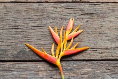 Papier peint  Fleur d'oiseau de paradis (Strelitzia reginae) sur fond de bois, gros plan, espace pour le texte