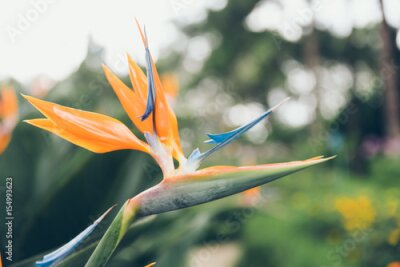 Papier peint  Fleur d'oiseau de paradis sur fond vert. Orange Strelitzia est une famille de plantes Strelitziaceae