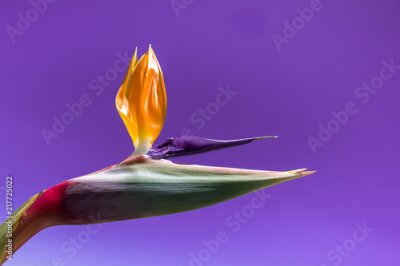 Papier peint  Fleur d'oiseau de paradis tropical exotique (Strelitzia Reginae) sur fond bleu violet clair. Plant est sur l'emblème de la ville de Los Angeles, Californie, USA