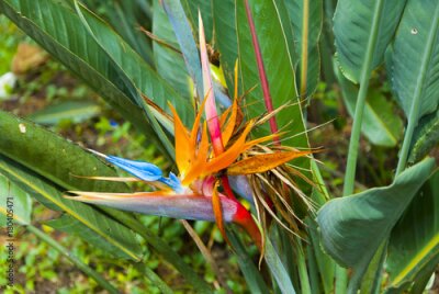 Papier peint  Fleur d'Oiseau du Paradis ou Strelitzia au Guatemala