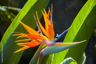 Papier peint  Fleur d'Oiseau du Paradis ou Strelitzia au Guatemala