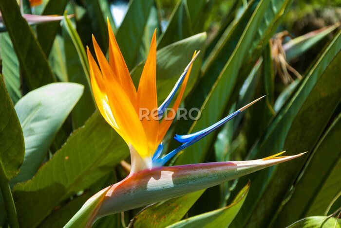 Papier peint  Fleur d'Oiseau du Paradis ou Strelitzia au Guatemala