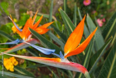Papier peint  Fleur d'Oiseau du paradis (Strelitzia reginae) dans un jardin de l'île de La Réunion.