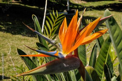 Papier peint  Fleur d'Oiseau du paradis (Strelitzia reginae) dans un jardin de l'île de La Réunion.