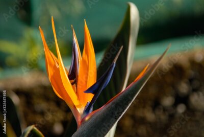 Papier peint  Fleur d'Oiseau du paradis (Strelitzia reginae) dans un jardin de l'île de La Réunion.