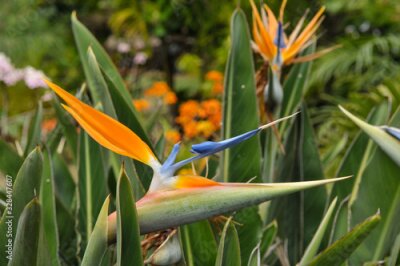 Papier peint  Fleur d'Oiseau du paradis (Strelitzia reginae) dans un jardin de l'île de La Réunion.