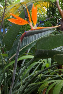Papier peint  fleur d'oiseau du paradis, Strelitzia, reginae de Strelitzia
