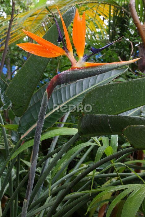 Papier peint  fleur d'oiseau du paradis, Strelitzia, reginae de Strelitzia