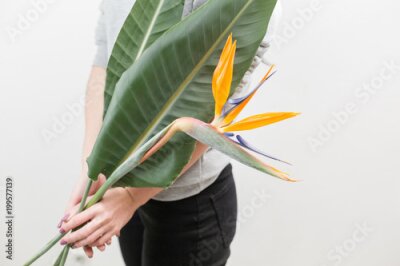 Papier peint  Fleur d'oranger de Strelitzia Reginae - oiseau de paradis, en main de femme. Bourgeon tropical et feuilles vertes. Photo horizontale