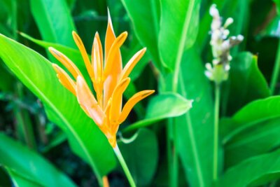 Papier peint  Fleur d'oranger oiseau de paradis ou nom scientifique comme Strelitzia reginae Banks ex Dryand avec des feuilles vertes en journée ensoleillée