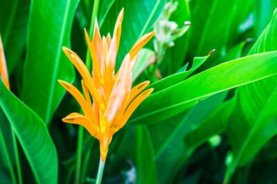 Papier peint  Fleur d'oranger oiseau de paradis ou nom scientifique comme Strelitzia reginae Banks ex Dryand avec des feuilles vertes en journée ensoleillée