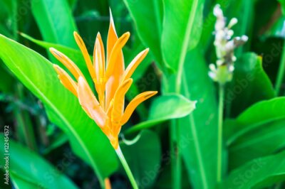 Papier peint  Fleur d'oranger oiseau fleur de paradis ou nom scientifique comme Strelitzia reginae Banques ex Dryand avec feuilles vertes en journée ensoleillée