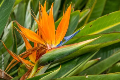 Papier peint  Fleur d'un Strelitzia orange sur les feuilles vertes