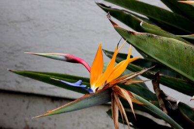 Papier peint  Fleur de grue, oiseau de paradis, Strelitzia reginae, plante ornementale vivace à deux rangs de feuilles sur de longs pétioles et un bec orange comme des fleurs.
