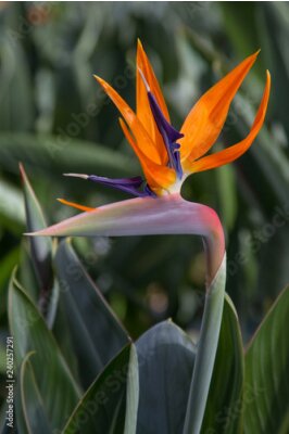 Papier peint  Fleur de grue - Strelitzia