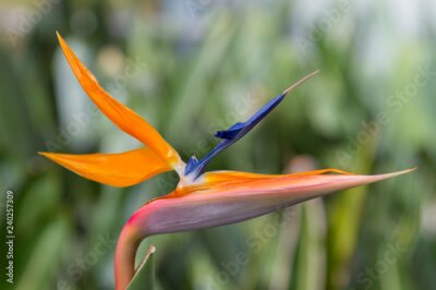 Papier peint  Fleur de grue - Strelitzia