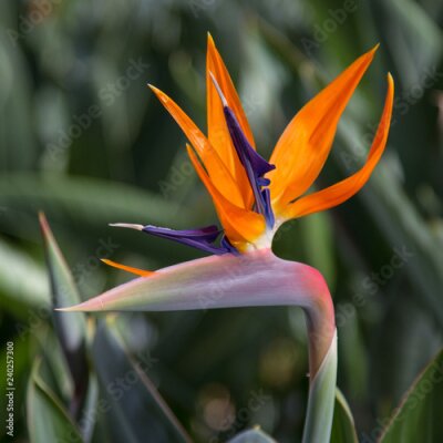Papier peint  Fleur de grue - Strelitzia