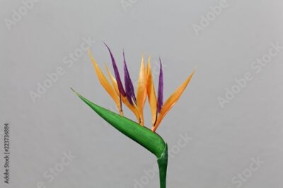 Papier peint  Fleur de grue (Strelitzia reginae)