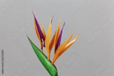Papier peint  Fleur de grue (Strelitzia reginae)