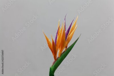 Papier peint  Fleur de grue (Strelitzia reginae)