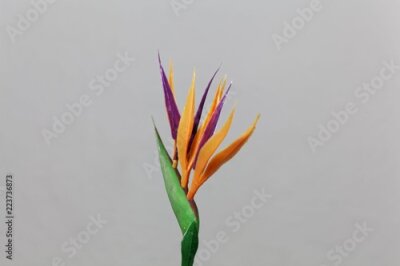 Papier peint  Fleur de grue (Strelitzia reginae)
