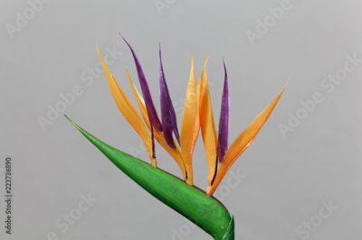 Papier peint  Fleur de grue (Strelitzia reginae)