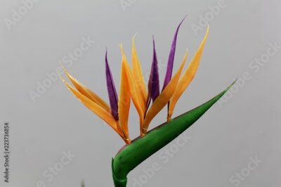 Papier peint  Fleur de grue (Strelitzia reginae)