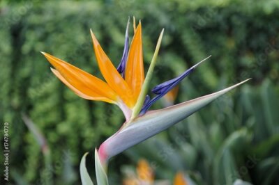 Papier peint  Fleur de grue (Strelitzia reginae) dans le jardin botanique, Jardim Botanico da Madeira à Funchal, Madère, Portugal, Europe