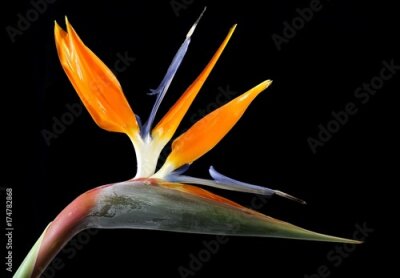 Papier peint  Fleur de grue (Strelitzia reginae), double fleur