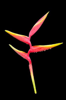 Papier peint  Fleur de l'oiseau de paradis, plante Strelitzia