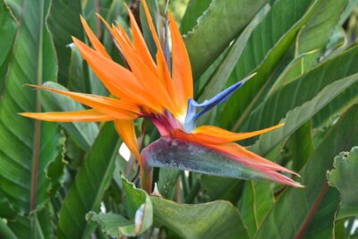 Papier peint  Fleur de l'oiseau de paradis, Strelitzia