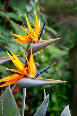Papier peint  Fleur de l'oiseau de paradis (Strelitzia)