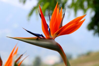 Papier peint  Fleur de l'oiseau de paradis (Strelitzia)